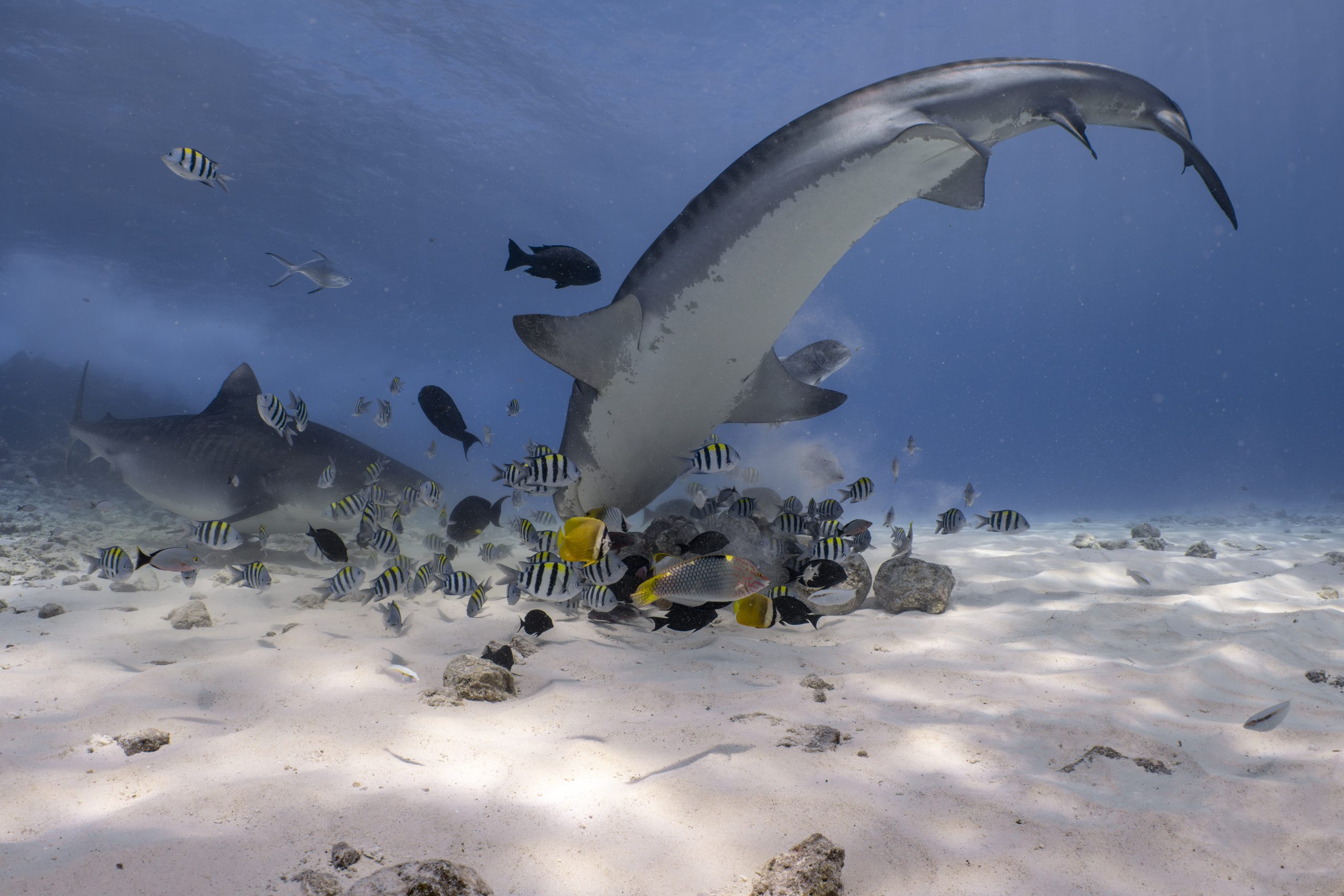 Tiger shark underwater