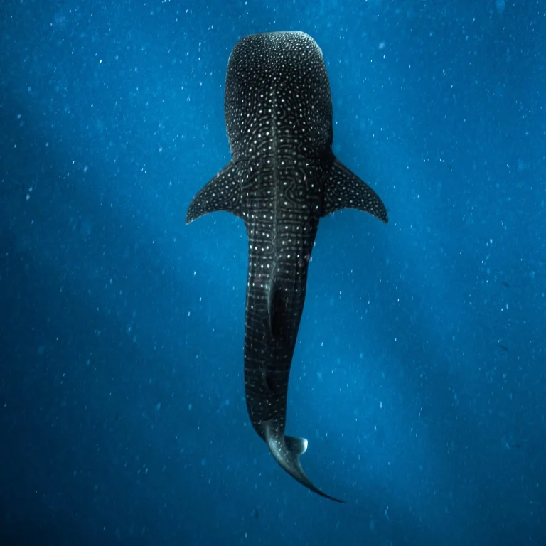 Whale shark underwater